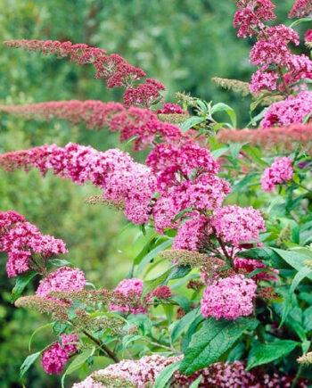 Buddleia davidii "Pink Delight" - Davidova budleja, letnji jorgovan "Pink Delight"