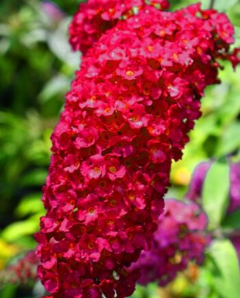 Buddleia davidii "Royal Red" - Davidova budleja, letnji jorgovan "Royal Red"