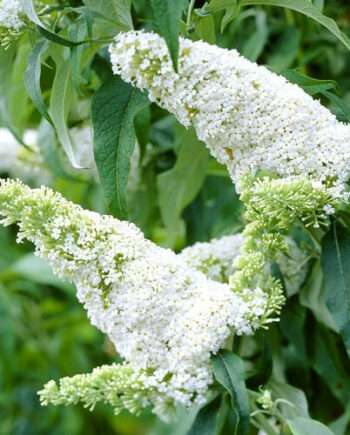 Buddleia davidii "White Profusion" - Davidova budleja, letnji jorgovan "White Profusion"