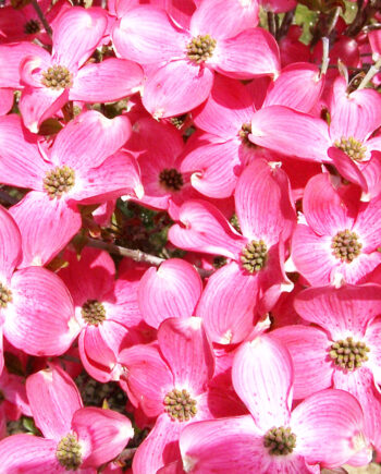 Cornus florida "Cherokee Chief" - Dren "Cherokee Chief"