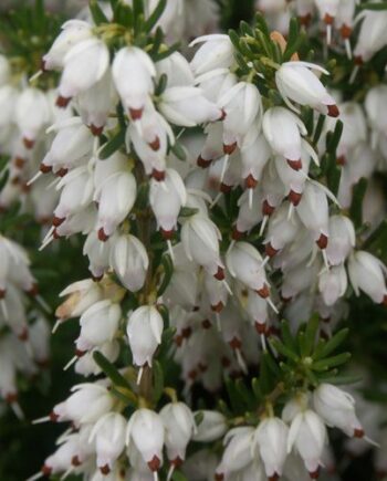 Erica carnea "Springwood White" - Erika bela "Springwood White"