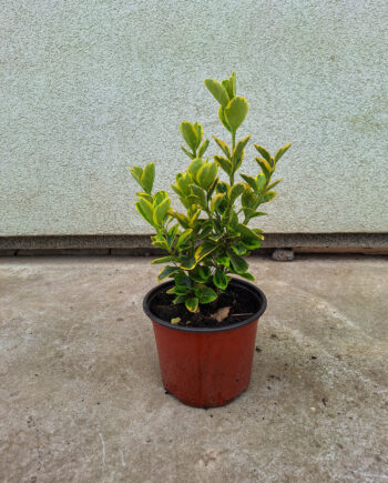 Euonymus japonicus "Aureomarginatus"
