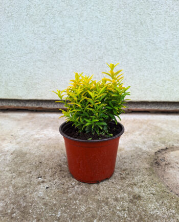 Euonymus japonicus "Happiness"