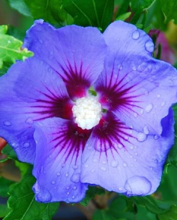 Hibiscus syriacus "Blue Bird" - Sirijski hibiskus "Blue Bird"