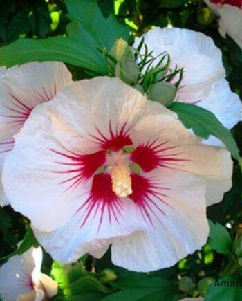 Hibiscus syriacus "Red Heart" - Sirijski hibiskus "Red Heart"