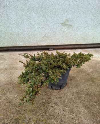 Juniperus chinensis "Greenmantle" - Polegla kineska kleka "Greenmantle"