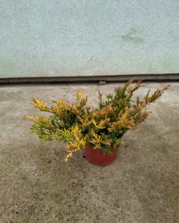 Juniperus horizontalis "Lime Glow" - Polegla kleka "Lime Glow"