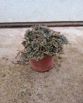 Juniperus pfitzeriana "Arctic" - Polegla kleka "Arctic"