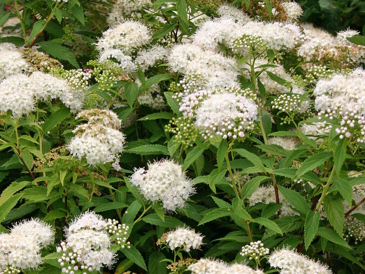 Spiraea Japonica Albiflora Japanska Suru ica Albiflora Rasadnik Spiraea Japonica Albiflora Japanska Suru ica Albiflora Rasadnik