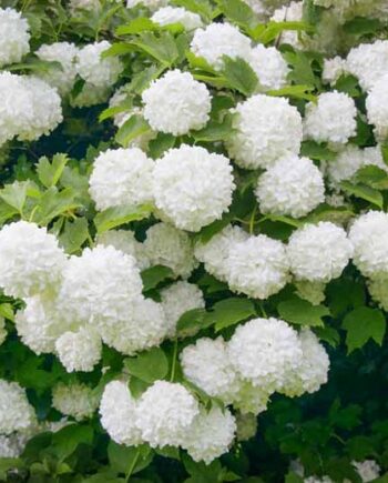 Viburnum opulus "Roseum" - Snežna lopta "Roseum"