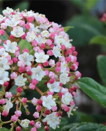 Viburnum tinus "Gwenllian"