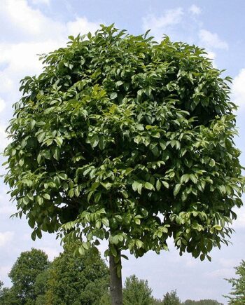 Fraxinus excelsior "Globosa" – Beli jasen kuglasti "Globosa" 8-10cm obim