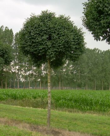 Fraxinus ornus "Mecsek" – Crni jasen "Mecsek" 25-30cm obim