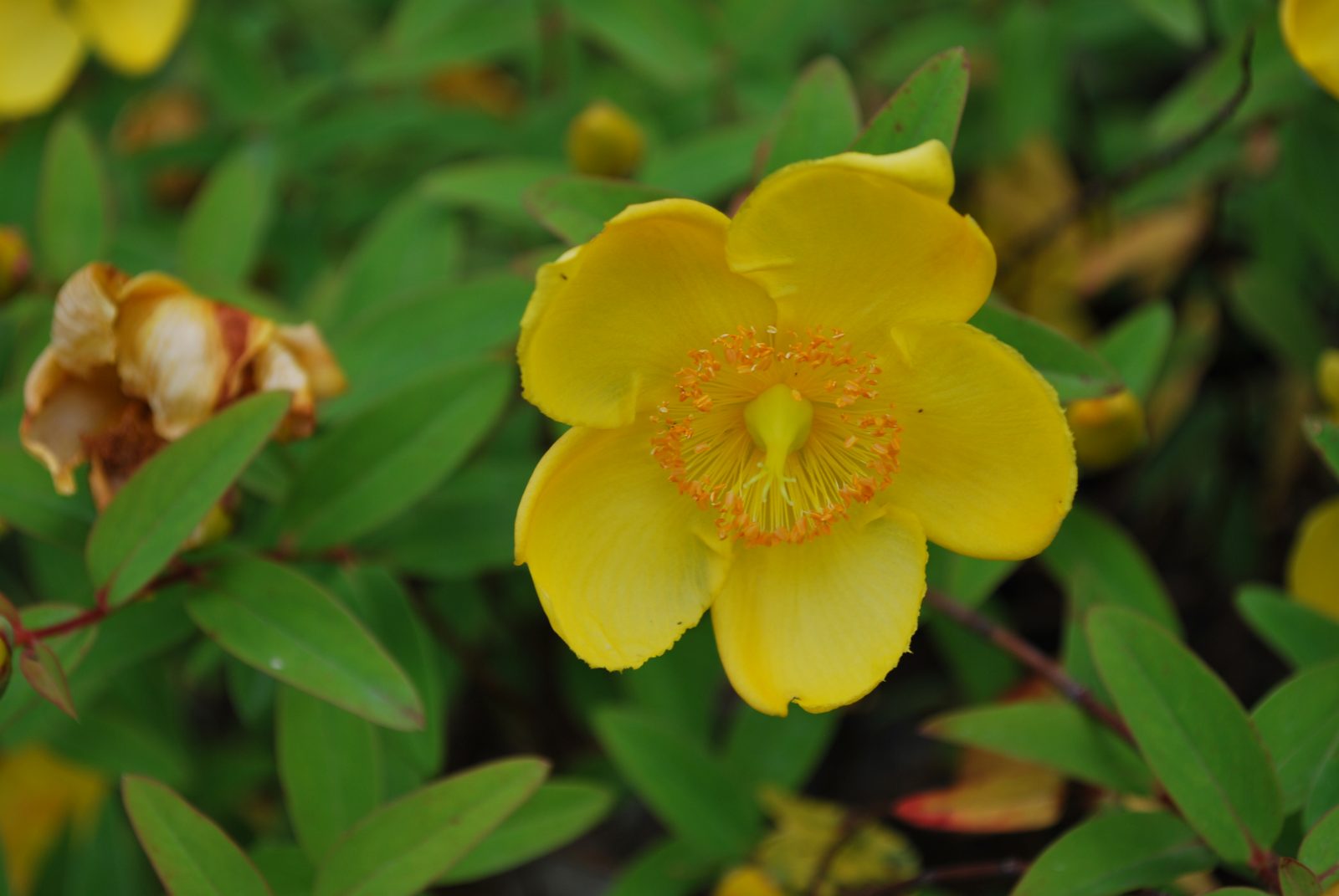 Hypericum patulum “Hidcote Gold” - Rasadnik Novi Sad - Yuflor
