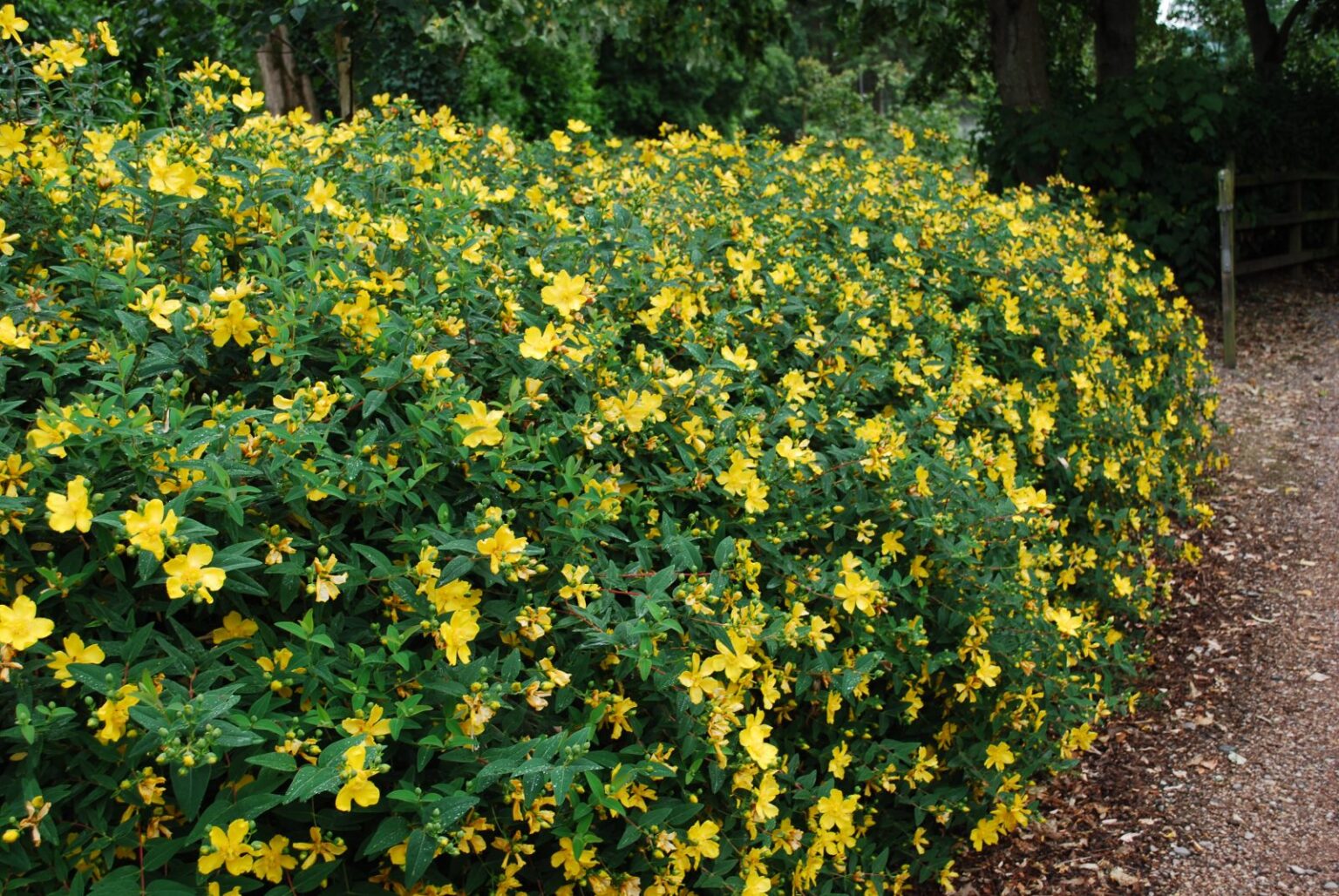 Hypericum patulum “Hidcote Gold” - Rasadnik Novi Sad - Yuflor