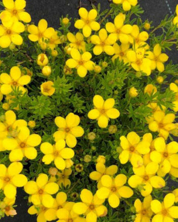 Potentilla fruticosa "Goldteppich" – Žbunasti petolist "Goldteppich"
