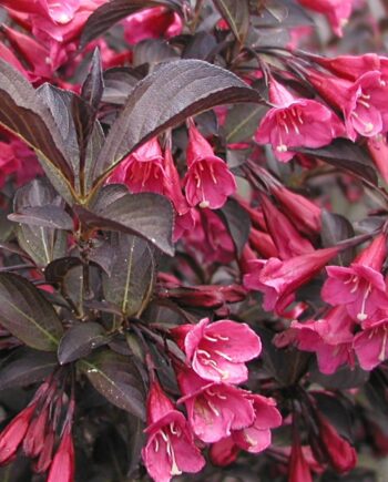 Weigela florida "Alexandra" - Vajgela, vajgelija crvenolisna "Alexandra"