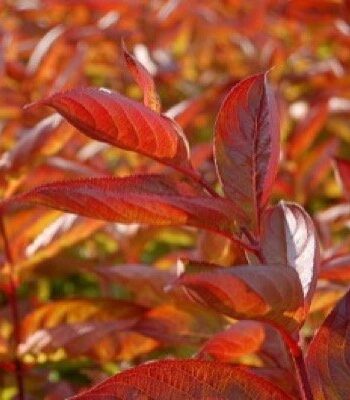 Weigela florida "Wings of Fire" - Vajgela, vajgelija "Wings of Fire"