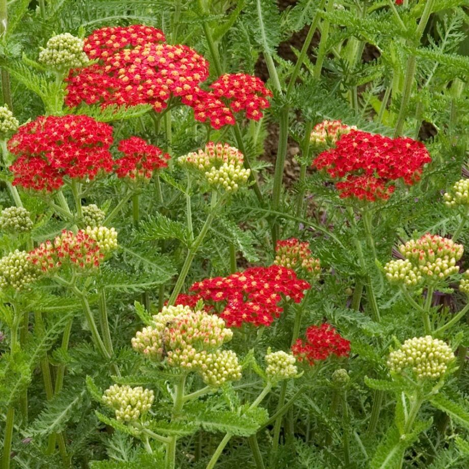 Achillea millefolium “Paprika” Hajdučka trava “Paprika” Rasadnik
