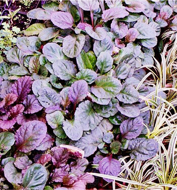 Ajuga reptans "Atropurpurea"