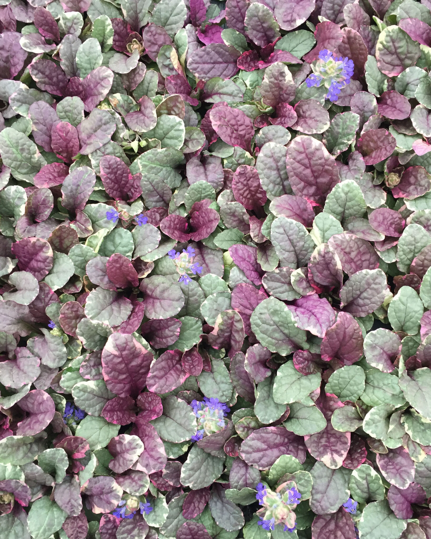 Ajuga Reptans 'Burgundy Glow' Plants - Flat Of 18 Pots, 3.25" Square, Colorful Ground Cover Perennial
