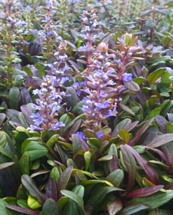 Ajuga reptans "Mini Mahogany"