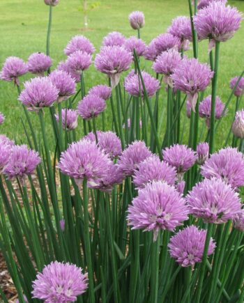 Allium schoenoprasum L. - Vlašac