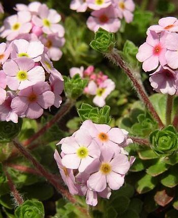 Androsace sempervivoides Jacquem. ex Duby