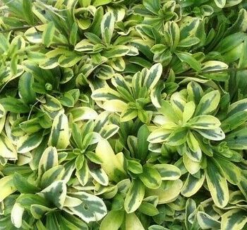 Arabis ferdinandi-coburgi "Old Gold" – Arabis šarenolisni