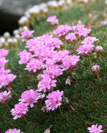 Armeria maritima "Juniperifolia"