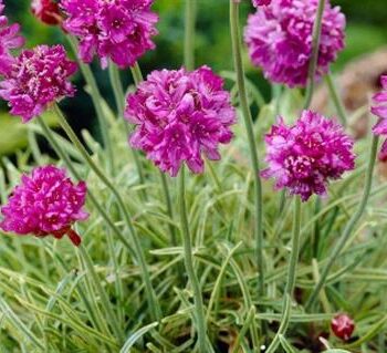 Armeria maritima "Nifty Thrifty"