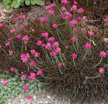 Armeria maritima "Rubrifolia"
