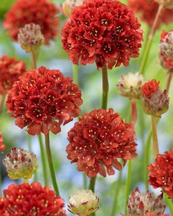 Armeria pseudoarmeria "Balerina Red"
