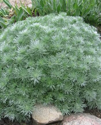 Artemisia schmidtiana "Silver Mound" - Svilasti pelin "Silver Mound"
