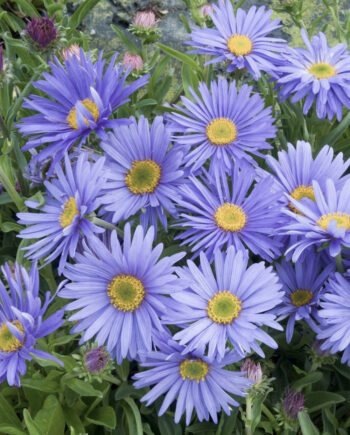 Aster alpinus "Goliath" – Zvezdan "Goliath"