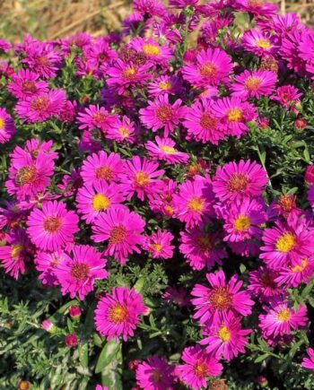 Aster dumosus "Kassel" – Zvezdan "Kassel"