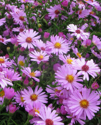 Aster dumosus "Peter Pan" – Zvezdan "Peter Pan"