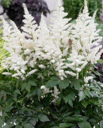 Astilbe x arendsii "Bridal Veil"