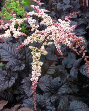 Astilbe x arendsii "Chocolate Shogun"