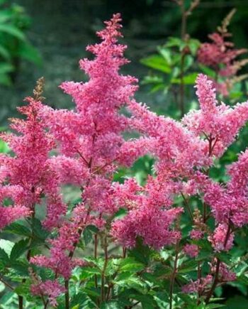 Astilbe x arendsii "Rheinland"