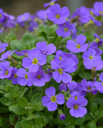 Aubrieta x hybrida "Audrey Light Blue"