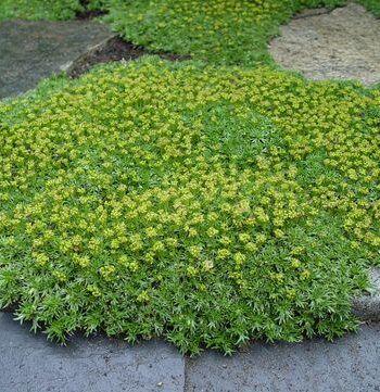 Azorella trifurcata "Nana"