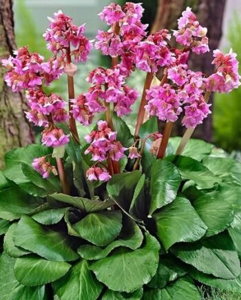 Bergenia cordifolia (Haw.) Sternb. – Bergenija