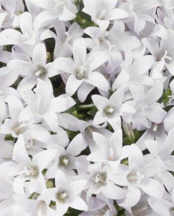 Campanula portenschlagiana "Ambella White" – Zvončić beli