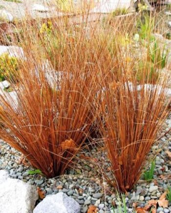 Carex buchananii "Firefox"