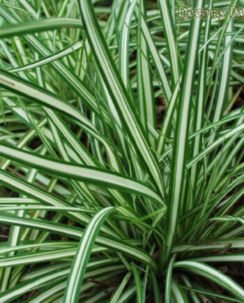 Carex ornithopoda "Variegata"