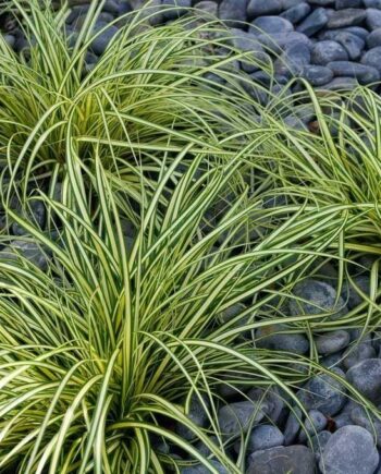 Carex oshimensis "Evergold"