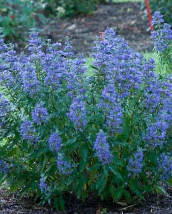 Caryopteris x clandonensis "Blue Mist" – Kariopteris "Blue Mist"