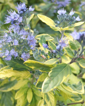 Caryopteris x clandonensis "Summer Sorbet" – Kariopteris "Summer Sorbet"