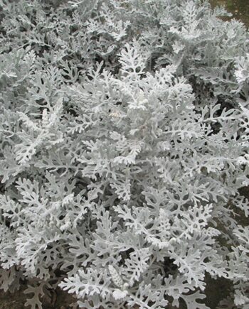Cineraria maritima "Silver"